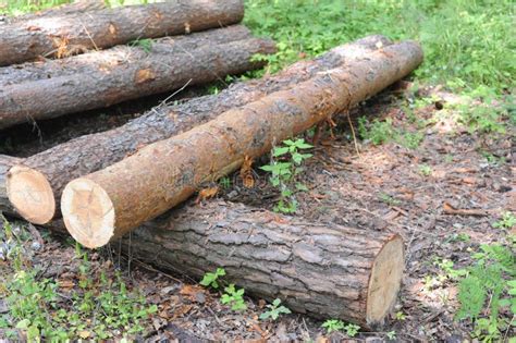 Tronchi Di Tronchi Di Alberi Con Corteccia In Una Foresta A Rischio Di