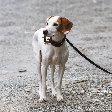 Chien Courant D Istrie Poil Ras Prix Caract Re Alimentation Sant