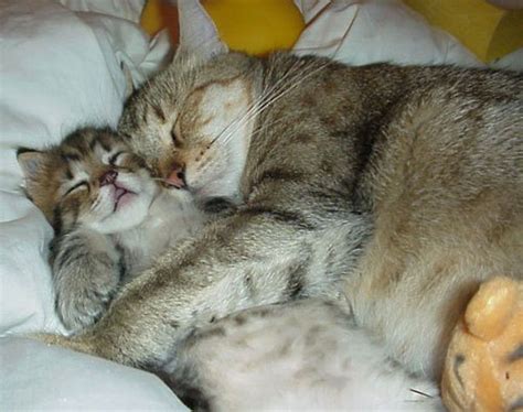 sleeping cats :) - Cute Kittens Photo (9986030) - Fanpop