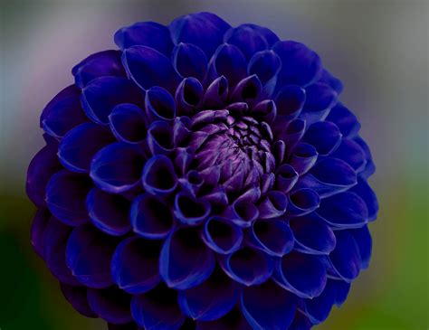 Royal Blue Flowers HD Wallpapers - Top Free Royal Blue Flowers HD ...