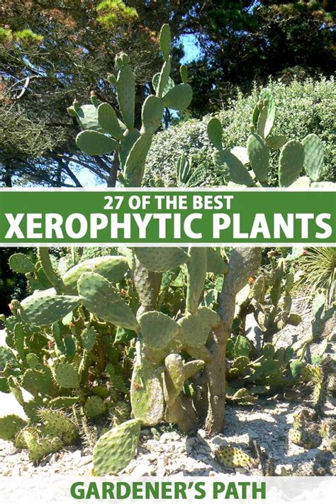 27 of the Best Xerophytes to Plant in a Water-Wise Garden