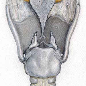 Posterior View Of The Larynx Drawing Etsy