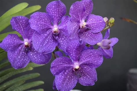 30 Different Types Of Orchids With Pictures