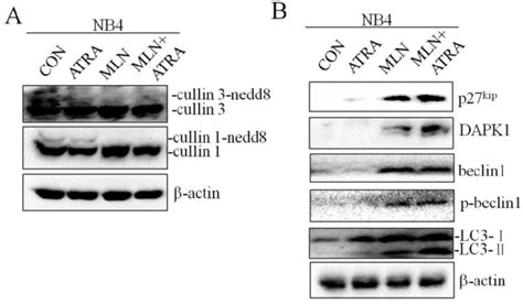 Inhibition Of Neddylation By MLN4924 Enhance ATRA Induced Autophagy