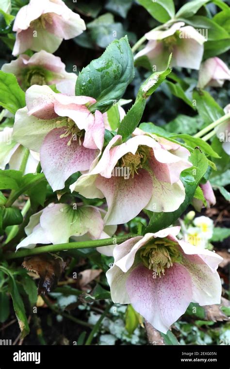 Helleborus Orientalis White Spotted Lady