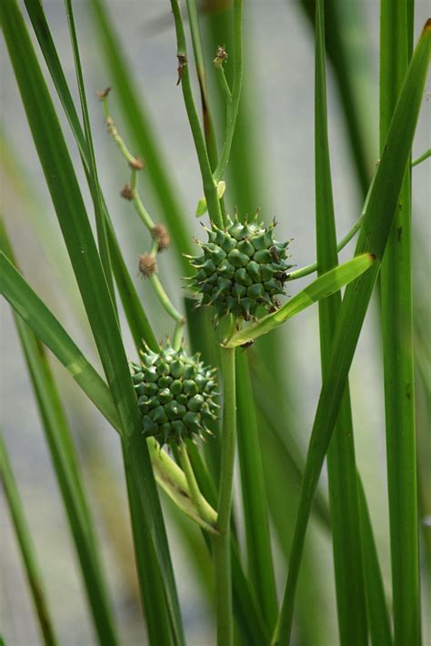 Common Bur Reed Common Bur Reed Sparganium Eurycarpum H Flickr