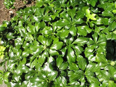 Пахизандра верхушечная (Pachysandra terminalis `Green Sheen ...