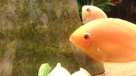 Guide To Breeding Plus Sexing Severums Severums Laying Eggs Egg Laying Breeds Freshwater