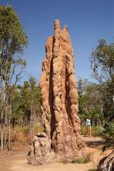 14 best Amazing Termite Mounds images on Pinterest | Insects, National ...