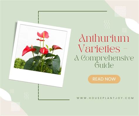 discover  beauty  anthurium varieties houseplantjoycom