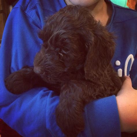 Harvey 7 Weeks Old Australian Labradoodle Labradoodle Animals