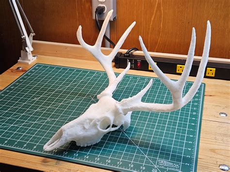 White Tailed Deer Skull 3d Model By Jerrari On Thangs