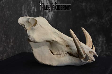 Warthog European Taxidermy Skull For Sale Sku 1761 All Taxidermy