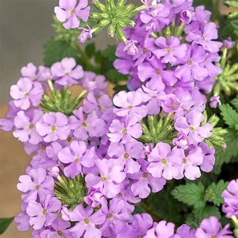 Verbena Vanessa Compact Lavender” Silja