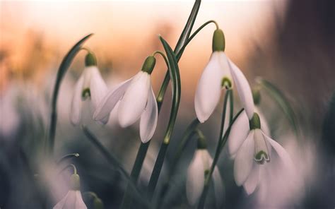 Herunterladen Hintergrundbild Primeln K Bokeh Fr Hlingsblumen