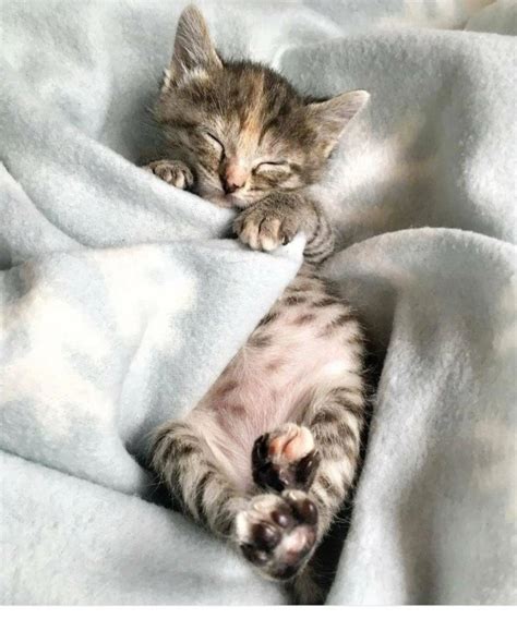 Create meme "sleeping kitten, sweet dreams, cute sleeping cats" - Pictures - Meme-arsenal.com