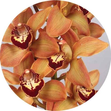 Cymbidium Orange Solefarms