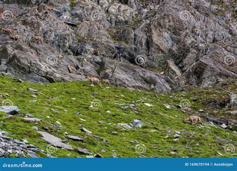 alpine ibex   natural habitat  grand paradiso national park