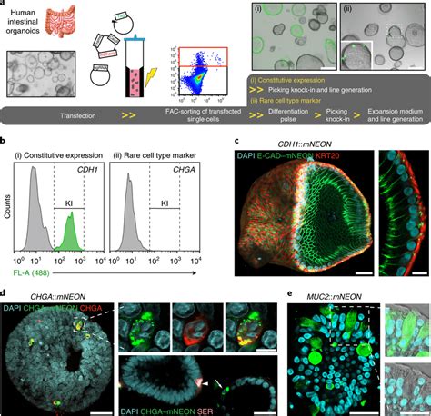 Labelling Of Different Human Intestinal Cell Types In Organoids Using