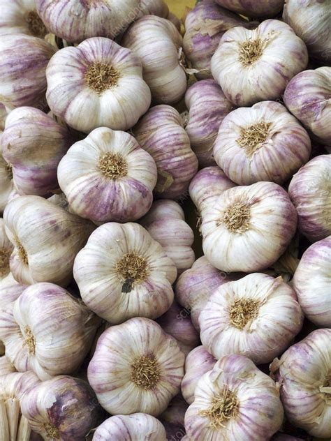 Bulbs of garlic - Stock Image - H110/4599 - Science Photo Library