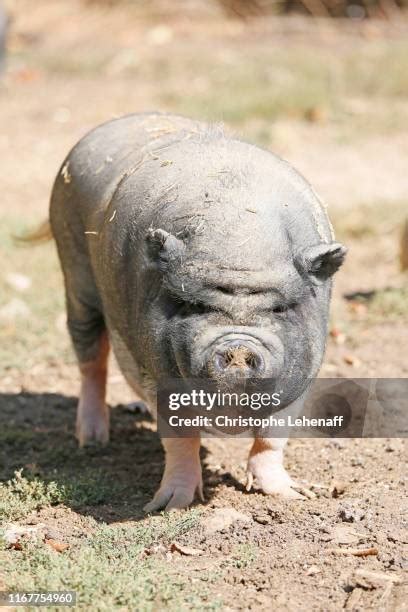 Potbelly Pigs Photos and Premium High Res Pictures - Getty Images