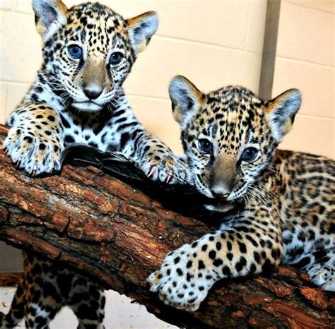 UPDATE: Milwaukee's Jaguar Cubs Eat, Play, Grow - ZooBorns