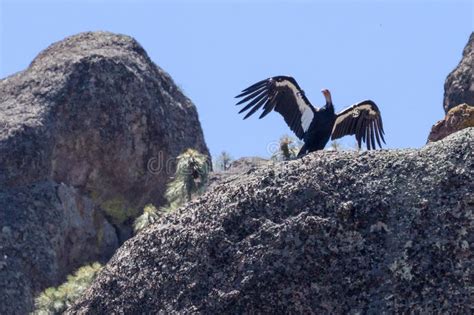 Wild California Condor In Pinnacles National Park Stock Photo Image