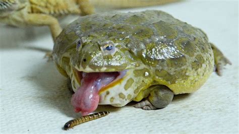 African Bullfrog Tries To Eat Worms Warning Live Feeding YouTube