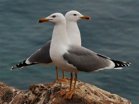 Épinglé par Claudia Steffen sur WC VÖGEL Peinture oiseau Mouette