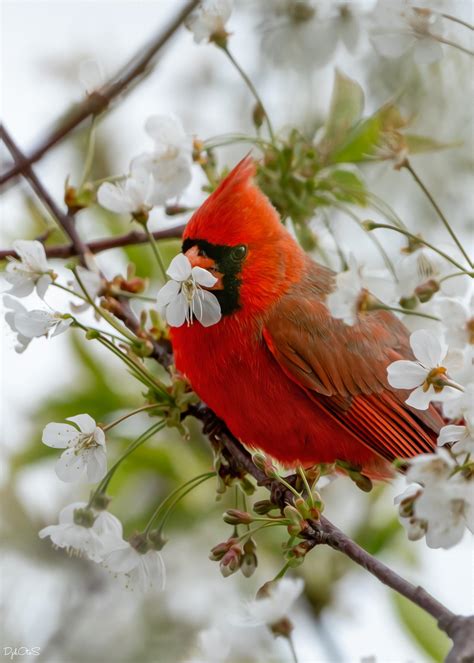 Cardinal in cherry blossom. A1 and 200-600 G : r/SonyAlpha