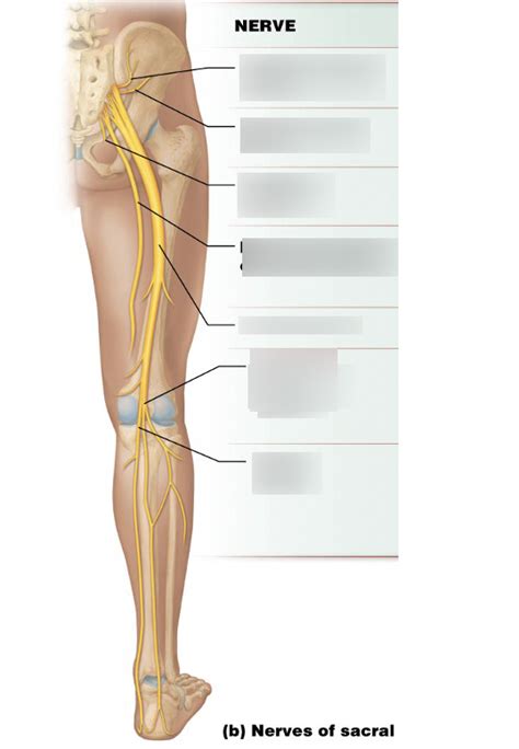 nerves of sacral Diagram | Quizlet