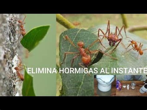 Insecticida Natural Para Hormigas Opciones Efectivas Y Seguras