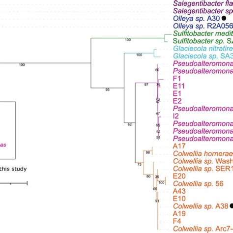 Phylogenetic Characterization Of Bacterial Isolates Phylogenetic Tree