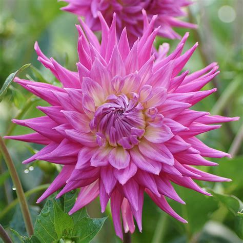 Dahlia Pink Jupiter Taken At Swansea Botanical Complex Flickr