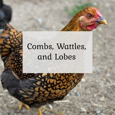 Combs Wattles And Lobes The Cape Coop