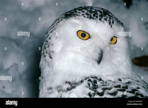 Snowy Owl Nyctea Scandia Sitting On The Snow Harfang Des Neiges