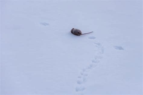 What Do Rat Tracks In Snow Look Like Identification And Pictures