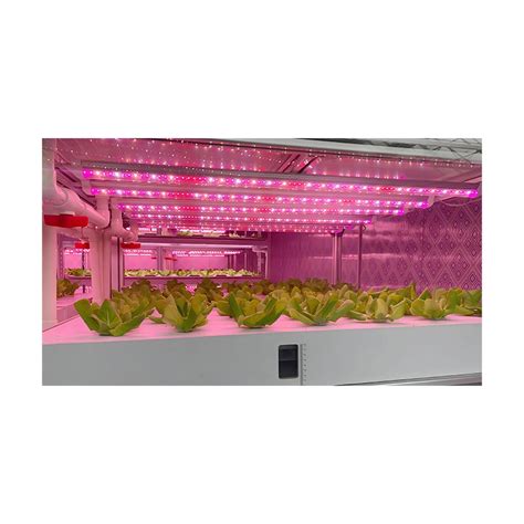 Intelligent Hydroponic Shipping Container Greenhouse Vertical Farming