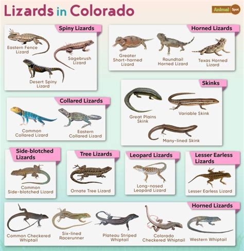 List Of Lizards Found In Colorado Facts With Pictures