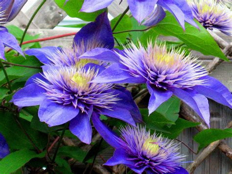 clematis purple flowers