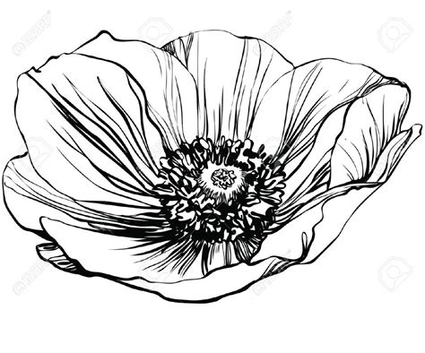 Poppy Tattoo Flower Line Drawings Poppy Drawing Flower Drawing