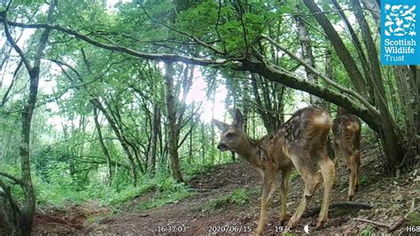 Falls Of Clyde Trailcam Scottish Wildlife Trust