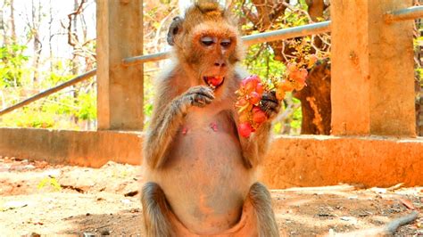 Very Hungry Old Mama Monkey Malida Sits Eats Food So Sweet Look Her