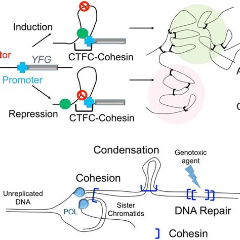 Multifaceted Roles Of Cohesin Cohesin Functions Are Separable Through