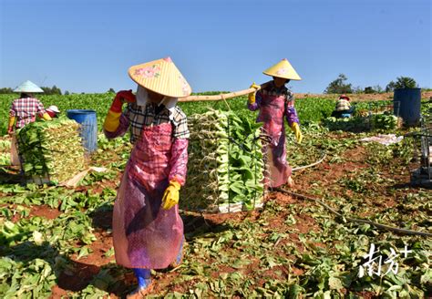 水东芥菜产自电白：芥菜界“白富美” 质嫩爽脆落地即碎腾讯新闻