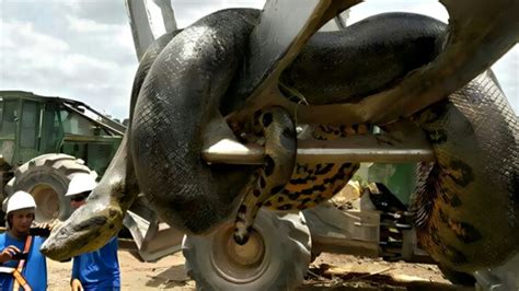 Desvendando o Mistério da Cobra Gigante de Belo Monte YouTube