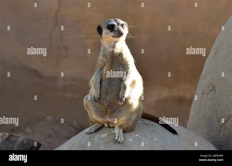 The meerkat is always on the lookout for predators Stock Photo - Alamy