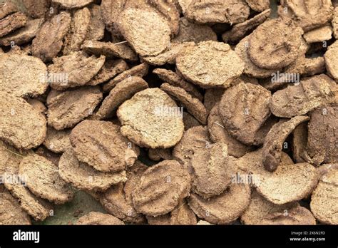 Cow Dung Cakes Used As Organic Manure And For Cooking In Clay Ovens In