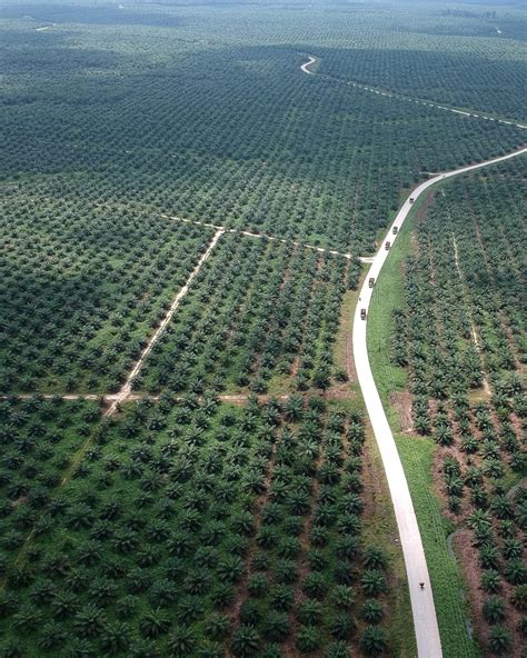 Oil Palm Plantation Expenses Felicity Dowd