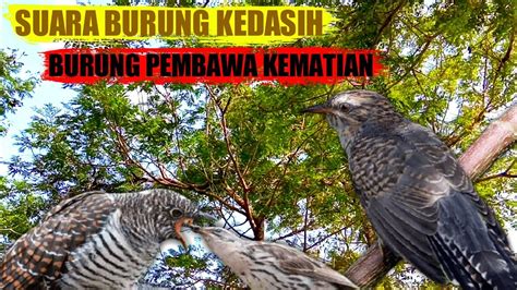 SUARA BURUNG KEDASIH DI ALAM LIAR YouTube